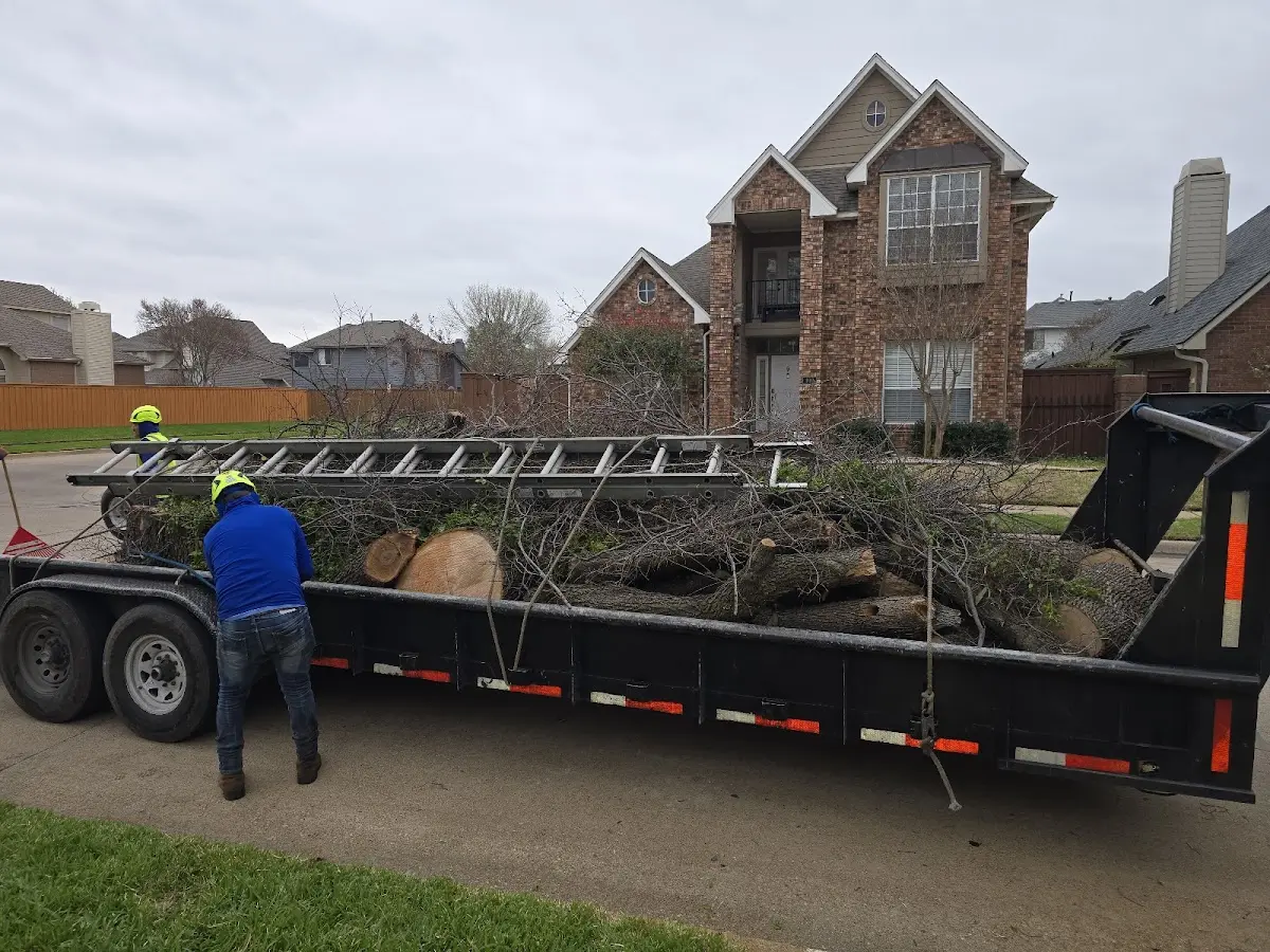 Expert Tree Fertilization with proper safety equipment in Phoenix
